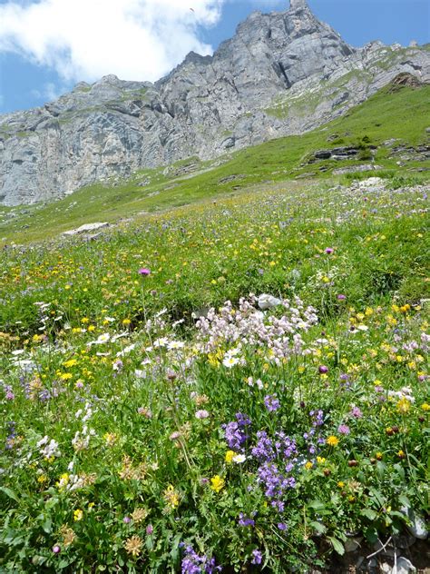 Heres A Scenic Hike In Braunwald During Summer 🥾 Laptrinhx News