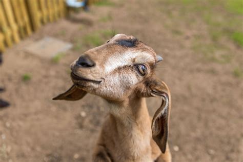 Anglo Nubian Goat Woburn Safari Park