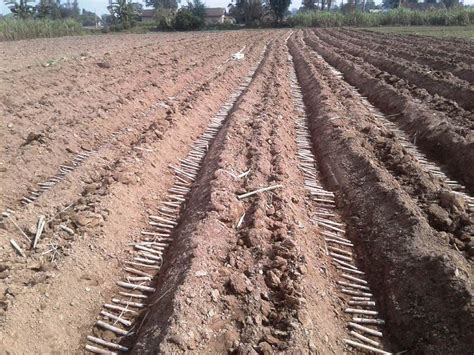 Sugarcane Farming Using Trench Technology Everest Times Online News
