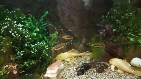 Maybe you would like to learn more about one of these? ikan hias air tawar fresh water fish in tank - YouTube