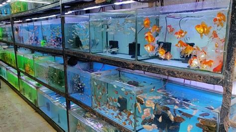 Aqua Planet Aquarium Fish Shop Youtube