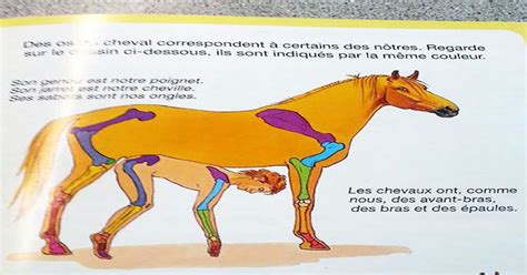 The femur, or thighbone, is the longest and largest bone in the human body. French anatomy book compares our bone structure to horses ...
