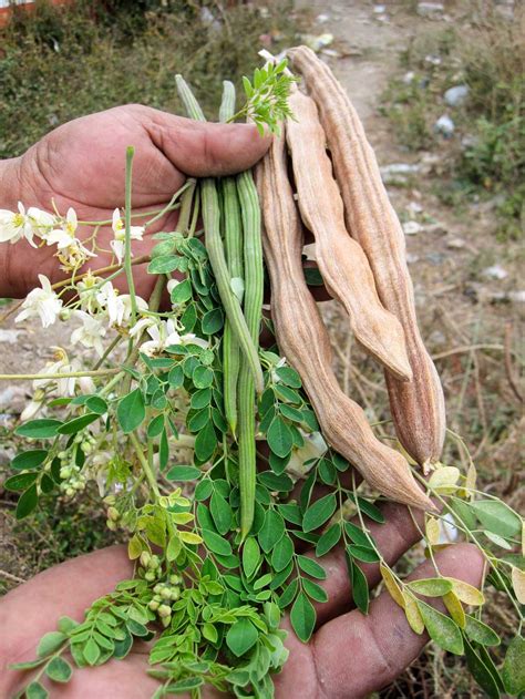 Malunggay Moringa Oleifera Carica Herbal Health Products Inc