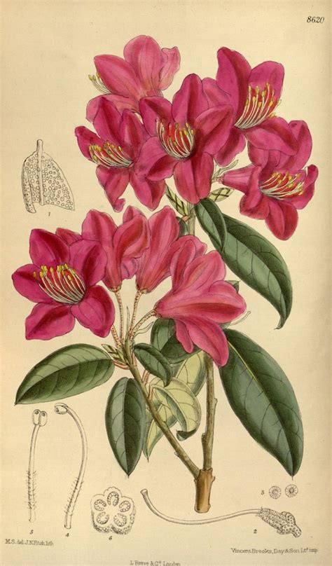 Millions Of Free Botanical Illustrations From The Biodiversity Heritage