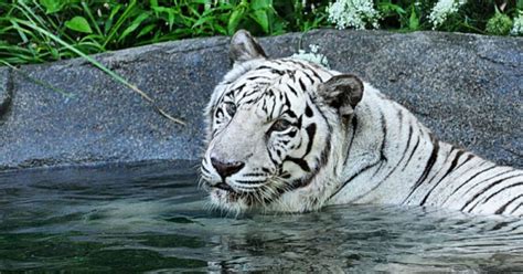 The white tiger is a rare animal, as balram is a rare man. Cincinnati Zoo's last white tiger has died