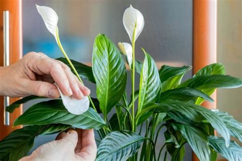 Anthuriums Vs Peace Lilies Clear Distinctions The Practical Planter