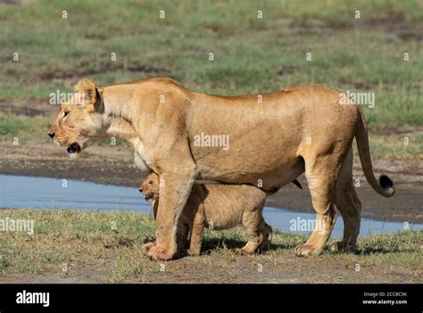 Lion Cub Standing On Lioness Hi Res Stock Photography And Images Alamy
