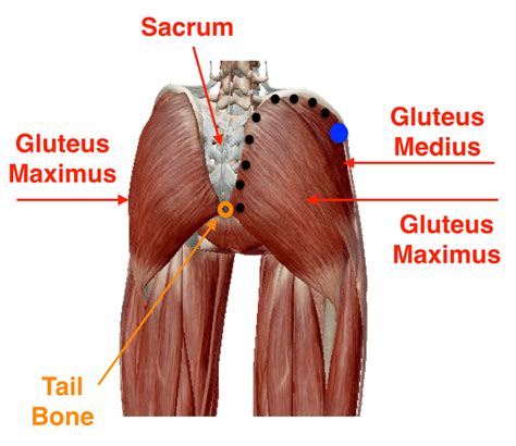 The gluteus maximus, gluteus minimus, and if you're a runner or are new to workouts or glute exercises in general, your gluteus medius muscle is. Releasing Myofascial Restriction for Yoga: TFL | soma system®