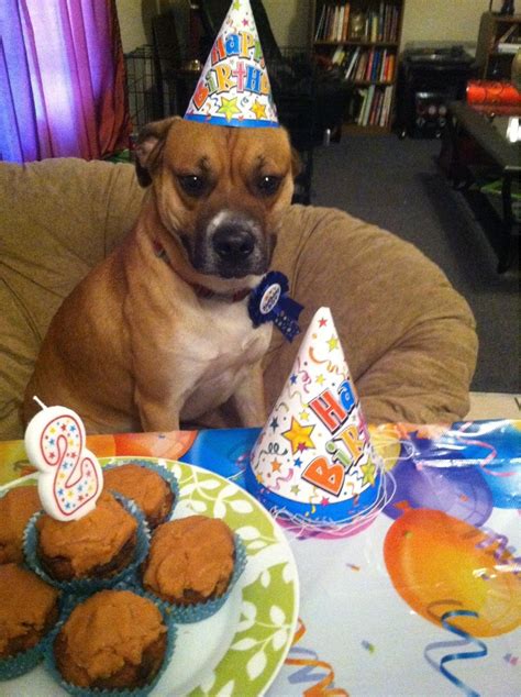 Threw A Birthday Party For My Dog No One Came Aww