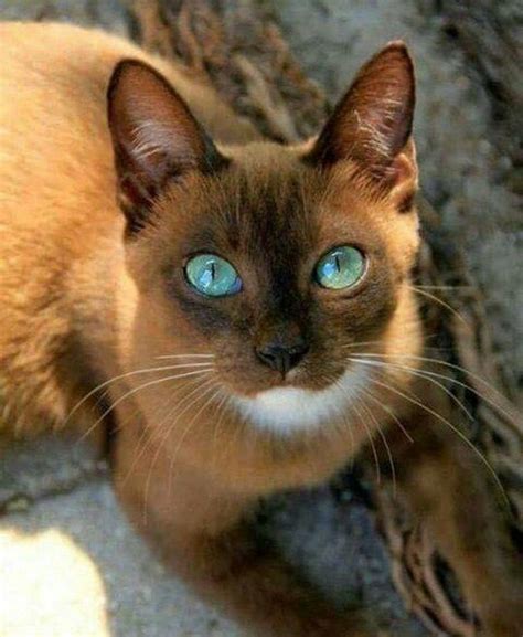 Apprentices Woodpaw Light Brown She Cat With Rose Colored Eyes White