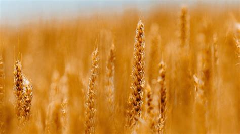Spikelets Wheat Cereals Field Blur 4k Hd Wallpaper