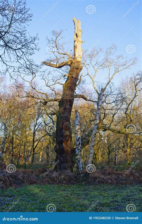 Gnarled Twisted Ancient Oak Tree In Sherwood Forest On A Winter