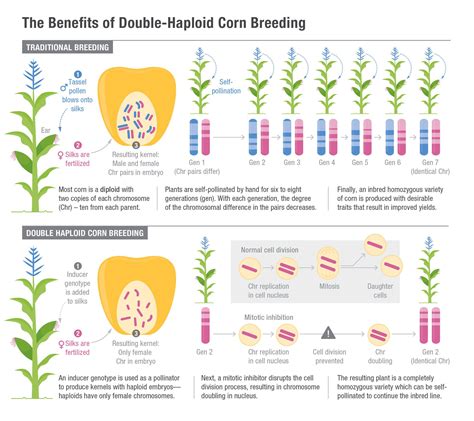 Scientists Have Identified The Genetic Source Of Haploid Induction A