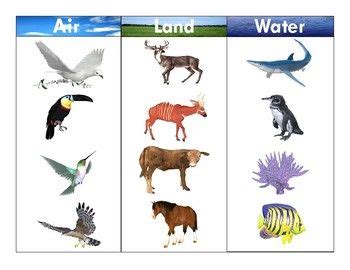 Air-Land-Water Animals:Realistic Clipart-Three Part Card Set 2 | Animal