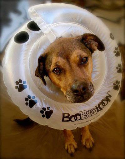 An alternative to a dog cone is something that eliminates the usual burden and disadvantages associated with the elizabethan collar. 5 Alternatives to the Cone of Shame | Dog cone, Cone of ...