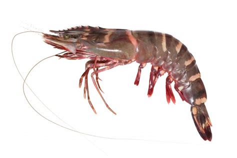 Tiger Prawns Large YallaFish Com Buy Fresh Fish Online In Abu Dhabi