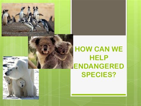 How Can We Help Endangered Species
