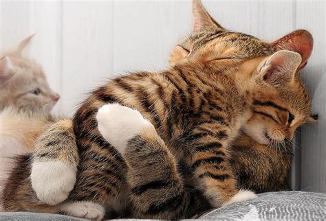 A Mothers Love 40 Adorable Animal Mom And Baby Photos
