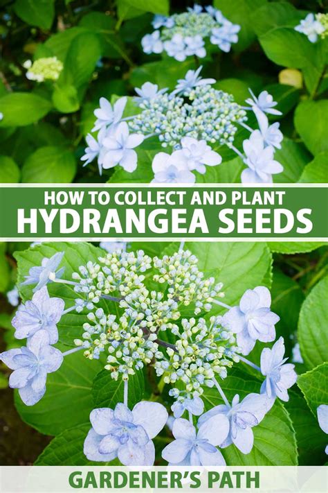 How To Collect And Plant Hydrangea Seed Gardeners Path