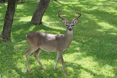 Texas Deer 6 Free Photo Download Freeimages