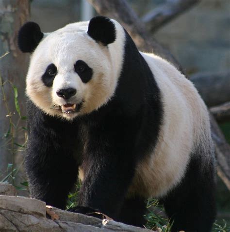 Nice Photo Of Giant Panda With Mouth Open Teeth Visible Animal Photos