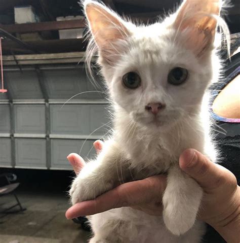 Meet The Stunning Deaf Cat Who Was Rescued From The Side Of A Busy Road