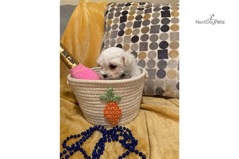 Coco Maltese Puppy For Sale Near Charlotte North Carolina C7d9440d