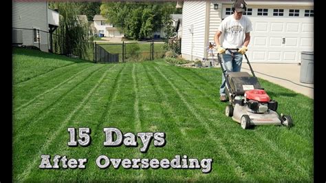 15 Days After Overseeding Perennial Ryegrass More Mowing Milorganite