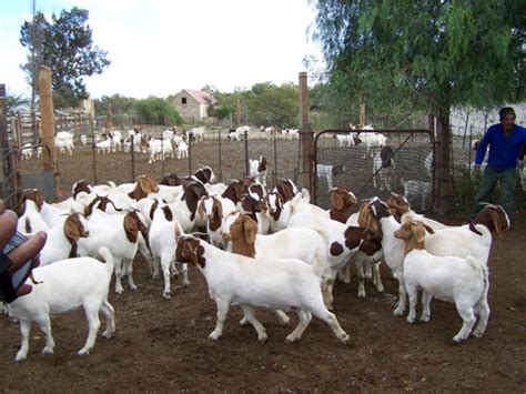 Pure Breed Live Boer Goats 100 Full Blood Boer Goats At Best Price