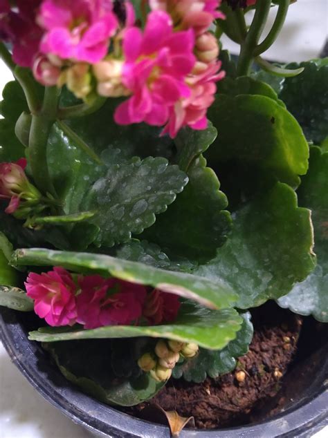 Identify plants, flowers, weeds, trees; identification - what is this flowering succulent type ...