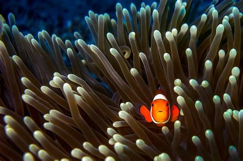 Animals Fish Clownfish Sea Anemones Wallpapers Hd Desktop And Mobile