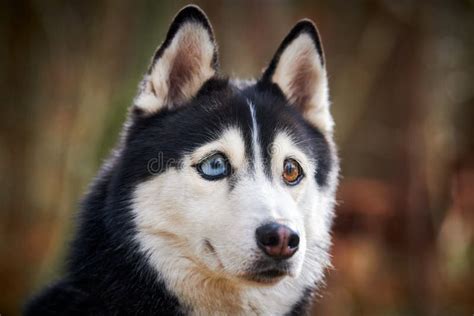 Siberian Husky Dog With Huge Eyes Funny Surprised Husky Dog With