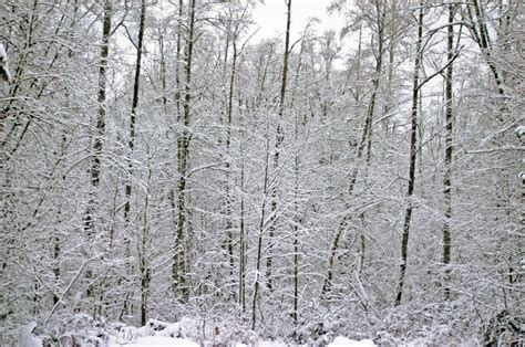Snow Covered Woods By Mogieg123 On Deviantart