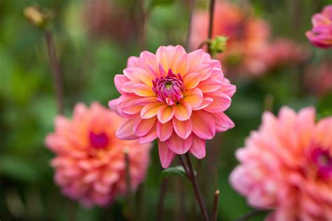 I planted anything to make my yard fast forward six years, i love gardening now! New Dahlias for Your 2019 Flower Garden - Longfield Gardens