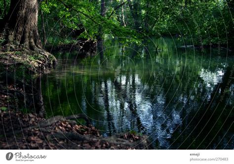Nature Water Green Tree A Royalty Free Stock Photo From Photocase