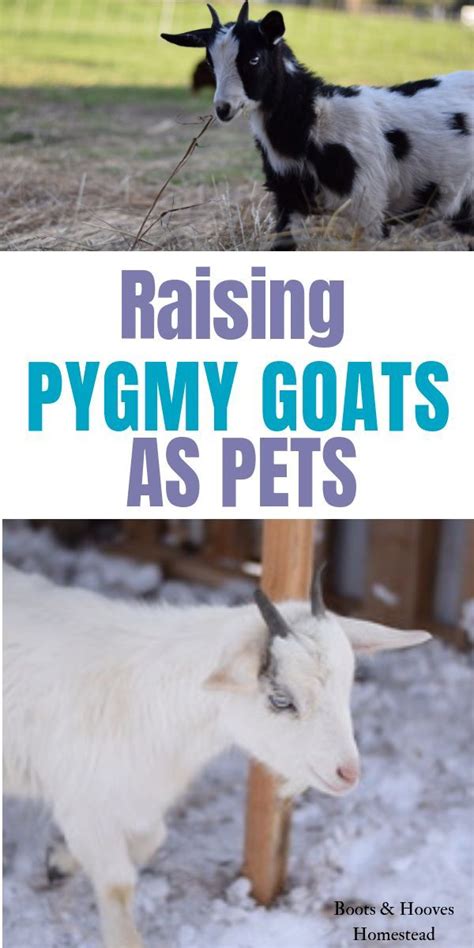 Pygmy Goat How To Raise As A Pet Pygmy Goat Goat Farming Goats
