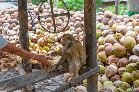 Monkey The Coconut Farm In Thailand Stock Photo Image Of Primate