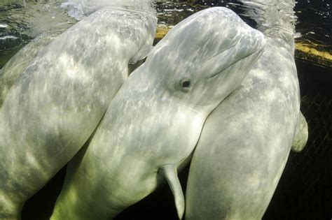 Beluga Whales Photos The 15 Cutest Endangered Animals In The World