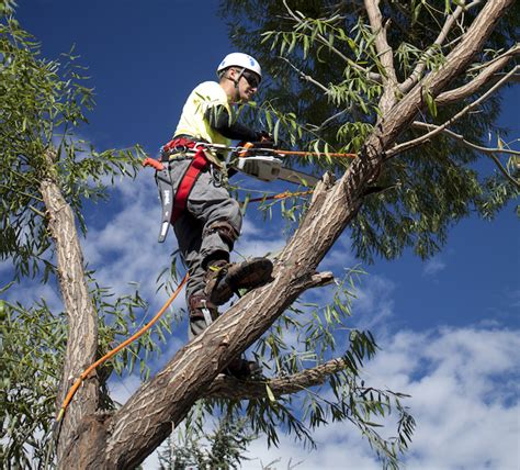 Tree Cutting Services By Tree Cutting Pros