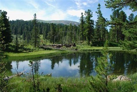 A Small Pond Surrounded By Trees And Grass