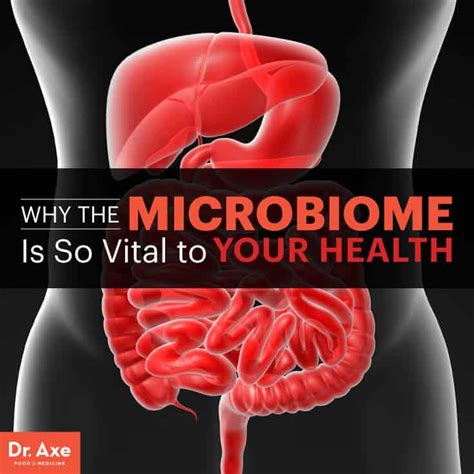 Human Microbiome How It Works A Diet For Gut Health
