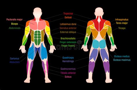 Å 20 Lister Over Human Body Muscles Names We Did Not Find Results For