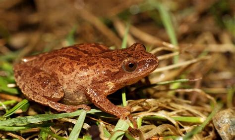 Do Spring Peepers Come Out In Kentucky In The Spring