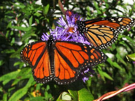 Monarch butterflies are headed for extinction. We may have to get ...
