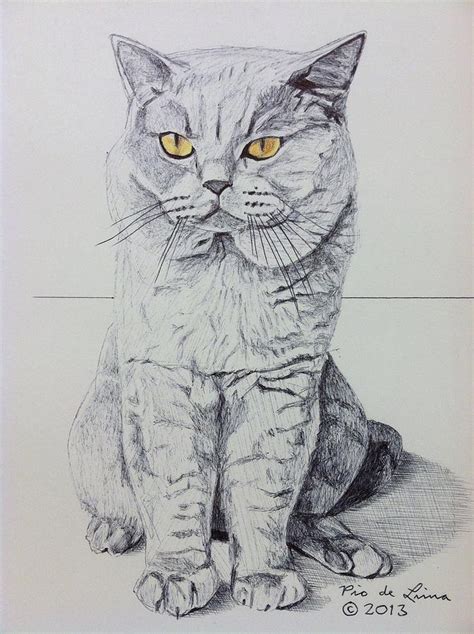 British Shorthair Cat Drawing By Pio De Lima Pixels