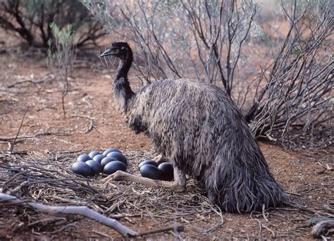 8 Amazing Emu Facts