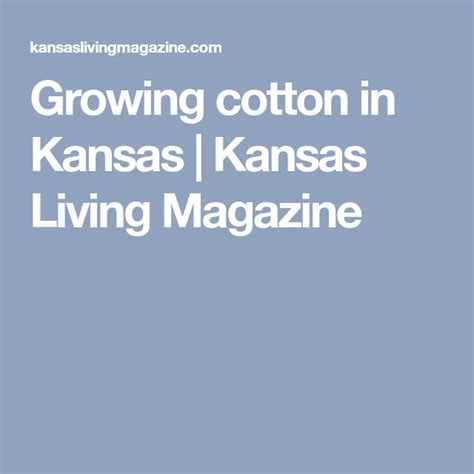 Growing Cotton In Kansas Growing Cotton Kansas Growing