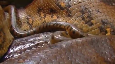 Anaconda Gigante Vs Python Youtube