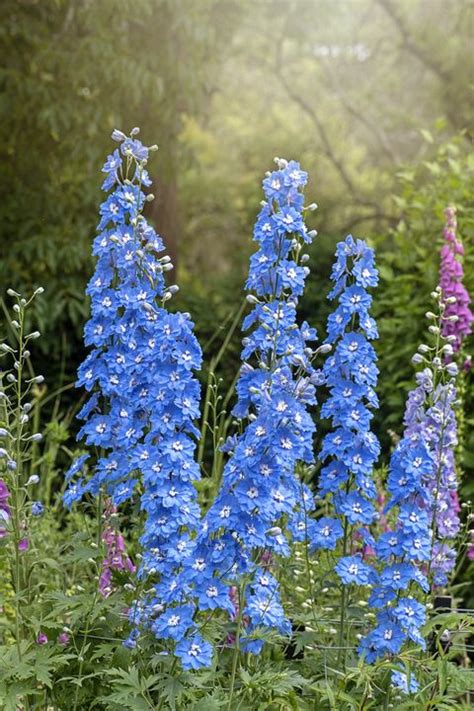 20 Blue Flowers For Gardens Perennials And Annuals With