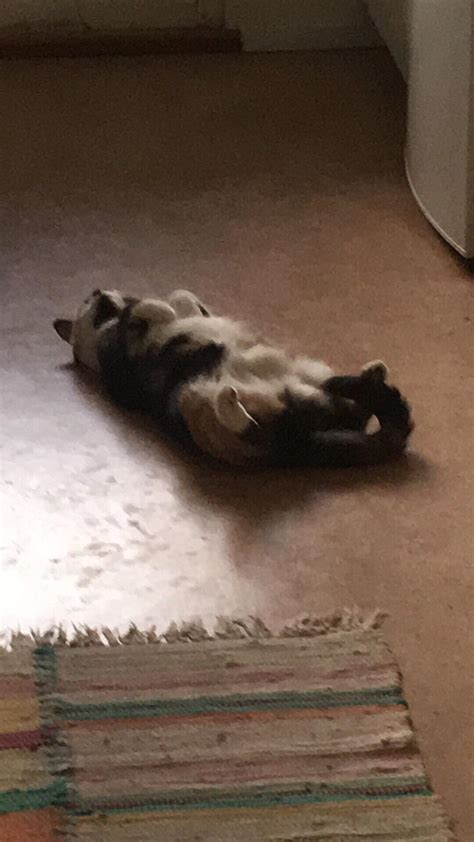 I Found My Cat Being A Derp On The Ground Rteenagers